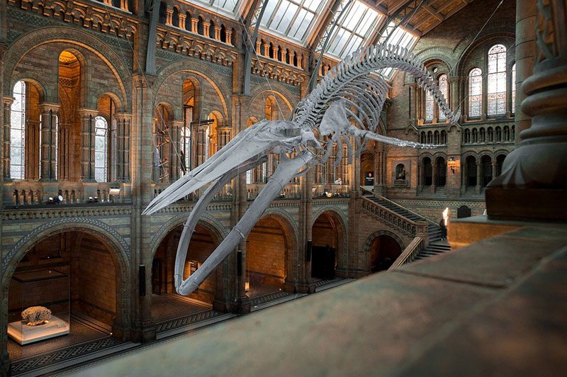 museo de historia natural, natural history museum
